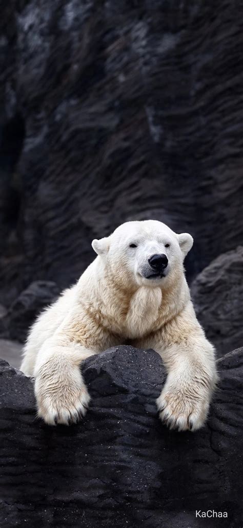 ภเгคк ค๓๏ Белые медведи Белый медведь Животные