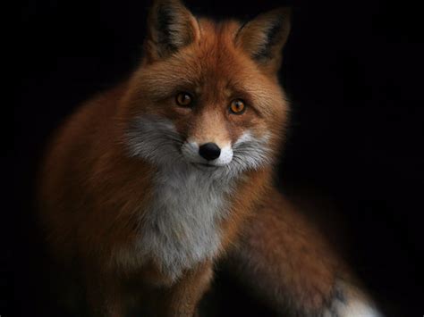 Fox Wallpaper And Background Image 1600x1200