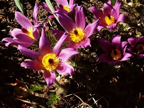 KERTIMÁDÓ Kora tavaszi virágok és naplemente
