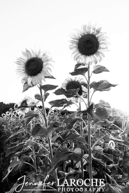 Jennifer Laroche Photography Sunflower Pictures For Sale Online