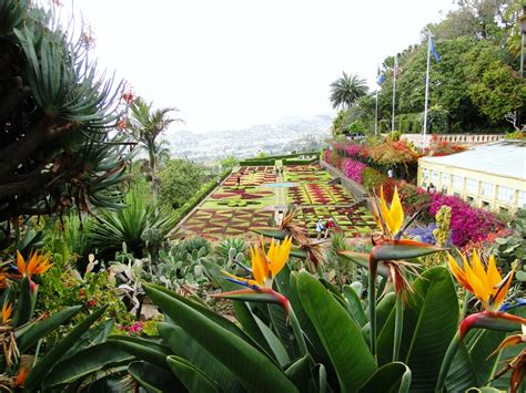 The botanical garden in berlin. Der botanische Garten auf Madeira Foto & Bild | europe ...