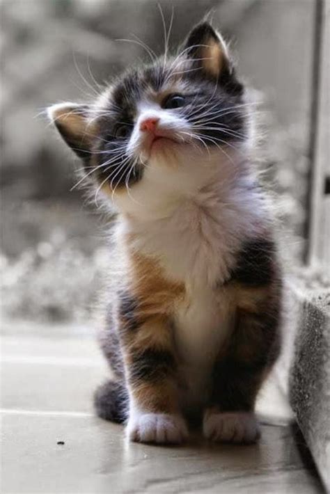 Cute Kitten Pictures Photos And Images For Facebook