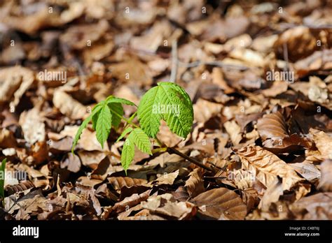 Small Beech Tree Saplings Coming Into Leaf From The Soil Covered With