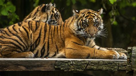 Tigers Are Lying Down On Bench 4k Hd Animals Wallpapers Hd Wallpapers