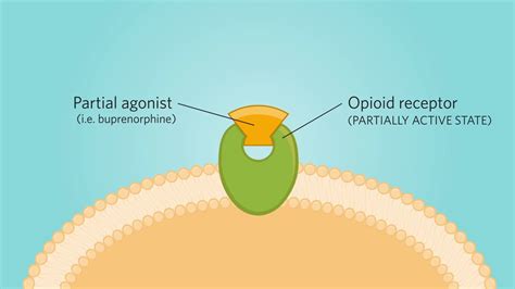 Opioids are a class of drugs that include the illegal drug heroin as well as pain relievers available legally by prescription, such as oxycodone (oxycontin®), hydrocodone (vicodin®), codeine, morphine, and many others. Mechanism of Action of a Partial Opioid Agonist - YouTube