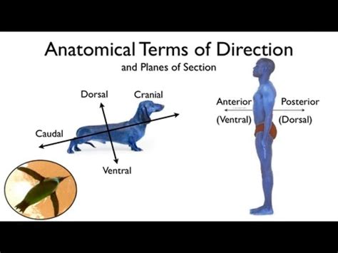 Solved Anatomical Terms Of Direction And Planes Of Section Dorsal