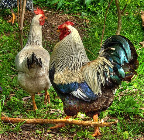 Cock A Doodle Doo Photograph By William Fields Fine Art America