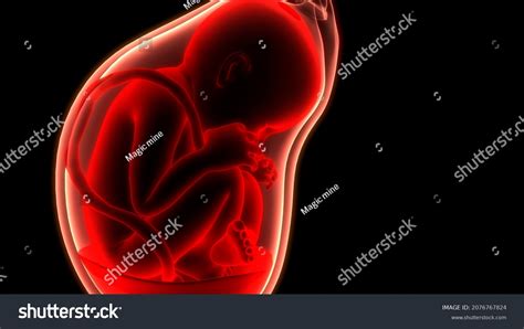 Human Fetus Baby Womb Anatomy 3d Stock Illustration 2076767824