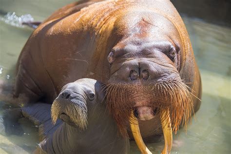 First Baby Walrus Calf Born At Seaworld Orlando Seaworld Parks