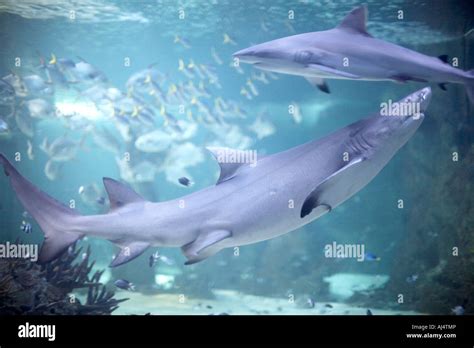 Sharks And Other Fish In Tank At In Sydney Aquarium Darling Harbour New