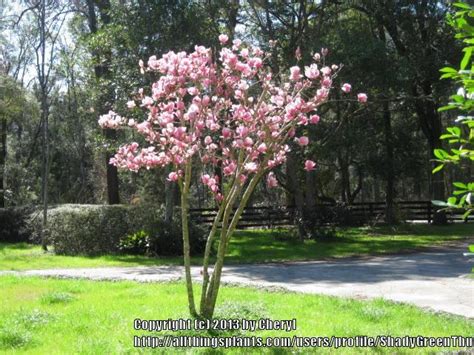 Check spelling or type a new query. Trees and Shrubs forum→Tulip Magnolia needs trimming ...