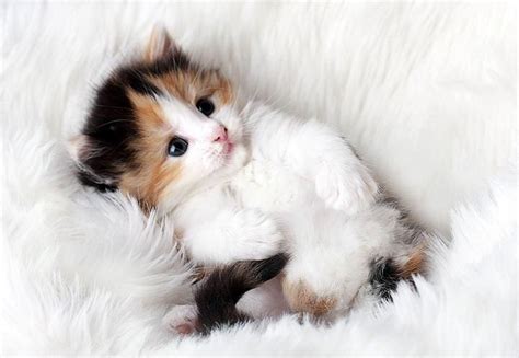 かわいい子猫画像 On Twitter かわいい子猫 子猫 可愛い猫