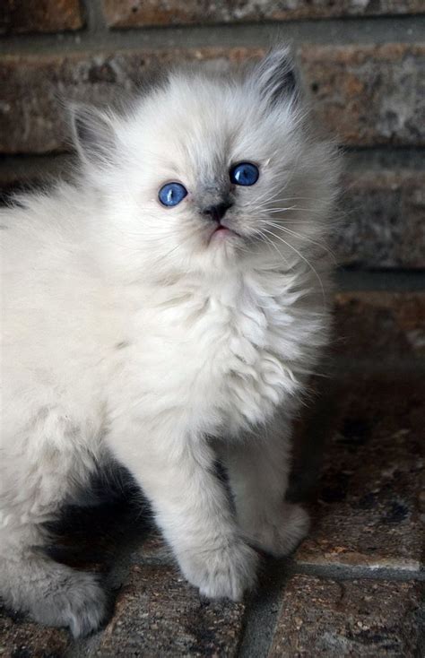 Pin By Nicole Branten On Hot Cats Blue Point Ragdoll Cats Kittens
