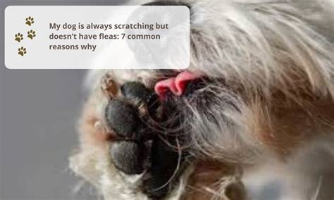 Dog Scratching Ears Then Licking Paws 7 Common Reasons