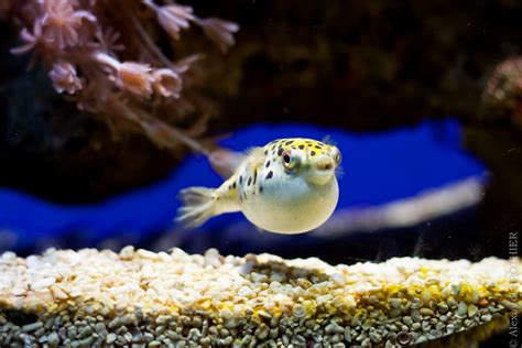 Green Spotted Puffer Tetraodon Nigroviridis ☁ ♥