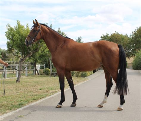 Chevaux à Vendre