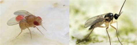 Fruit Flies Vs Fungus Gnats Whats The Difference Solutions Pest And Lawn