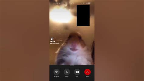 Hamster Facetime Youtube