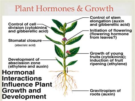 Plant Hormones And Their Functions