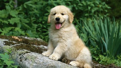 Cute Golden Retriever Puppies Wallpaper Images