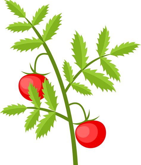 Tomato Plant Vegetable Vine Clip Art Png 471x800px Tomato Clip Art