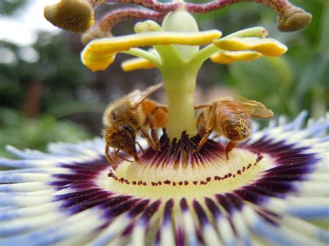 Two Bees On A Passion Flower Passion Flower Bee Photo Bee Keeping