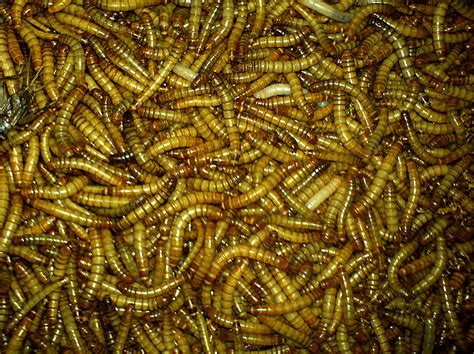 Worms Worms Just Worms Lots Of Worms Wahj Flickr