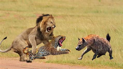 Lion Vs Hyena Fight