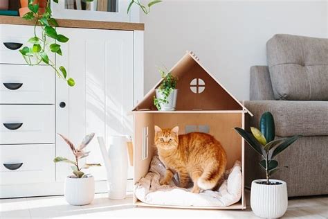 How To Make Your Home Cat Friendly