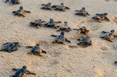 Witness The Spectacular Sight Of 64000 Sea Turtles Captured On Drone