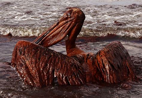 Cbs News Oil Still Leaking From Bp Gulf Of Mexico Spill Home The Daily Bail