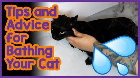 How To Bathe Your Cat Properly Advice And Tips On Cat Grooming And