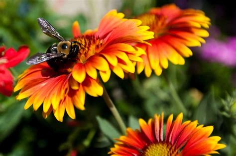 Flowers provide nectar or pollen bees need, and bee pollination helps flowers produce different bee species have distinct flower preferences, but some features attract all types of bees. EarthTalk / How to draw bees, butterflies to garden ...