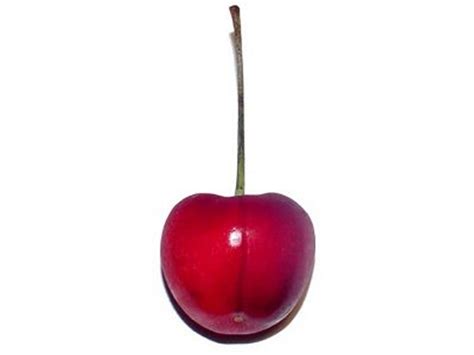 Apple pie cherry pie pumpkin pie buko pie, delicious s. werewolves | Robbie MacNiven