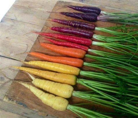 5000 Year Old Carrots Were Once Purple White Black And Red