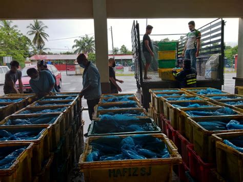 Contextual translation of ikan selayang into english. 7,000 Kilogram Ikan Tongkol, Selayang Untuk Lauk Berbuka ...