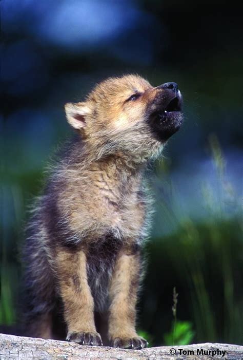 Pin By C A T H Y On F R I E N D S W O L F S O N G Baby Wolves