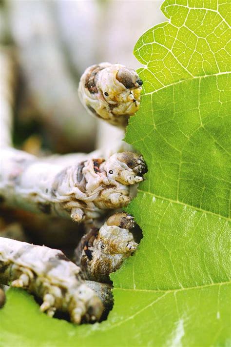 Why Silkworm Caterpillars Make Fantastic And Unusual Pets