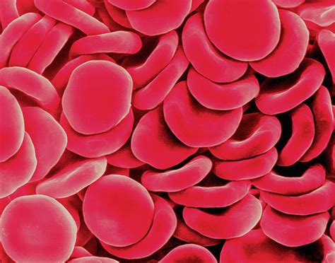 Red Blood Cells Photograph By Dennis Kunkel Microscopy Science Photo Library