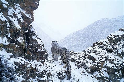 Hundreds Of Endangered Wild Snow Leopards Are Killed Each Year New