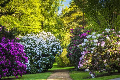 Rhododendron gardens to visit now - The English Garden