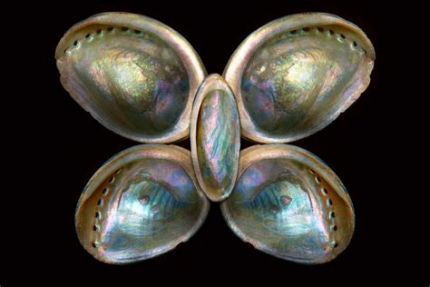 Shell Conchology Devine Pearlescence Photograph By Mike Savad