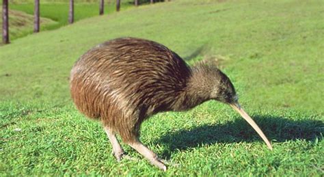 Kiwi The National Animal Of New Zealand