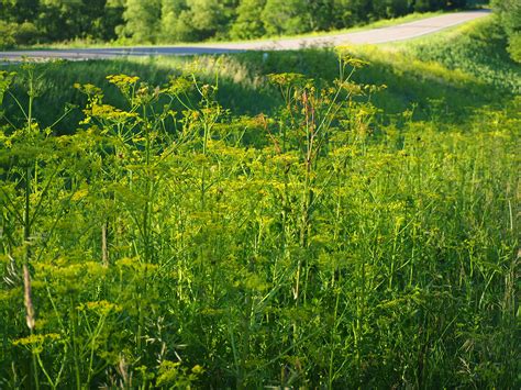 Wild Parsnip Archives Knechts Nurseries And Landscaping