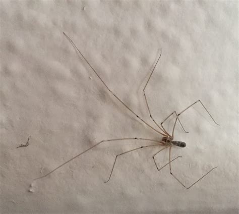 Male Pholcus Phalangioides Long Bodied Cellar Spider In Los Angeles