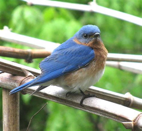 Bluebird O Happiness The State Bird Of Missouri Just Hang Flickr