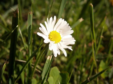 1920x1080 Wallpaper White Daisy Flower Beside Green Grass During