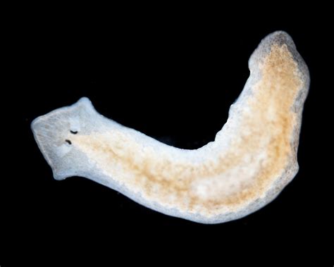 Planaria Planaria 4x Df Waldo Nell Flickr