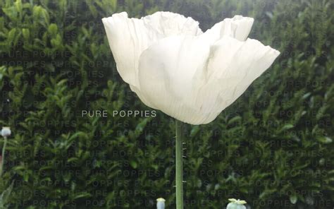 Persian White Poppy Pure Poppies