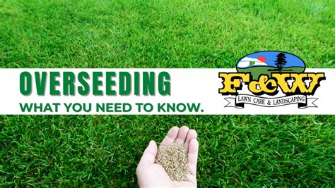 Overseeding Your Lawn When Is The Best Time To Do It And Why Fandw